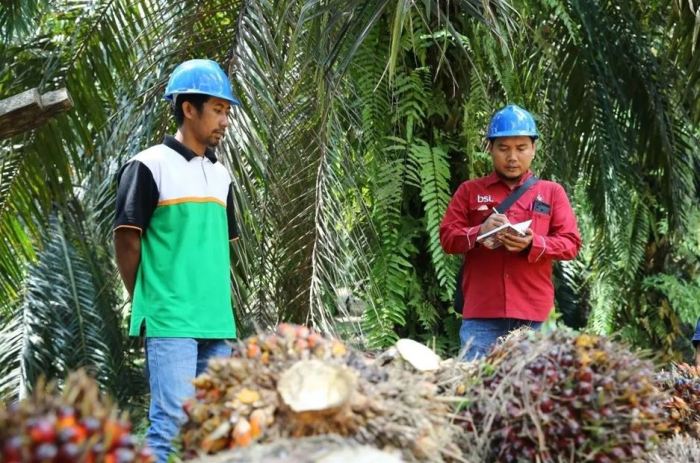 Harga TBS Sawit Plasma Riau Turun Rp193,38 per Ton