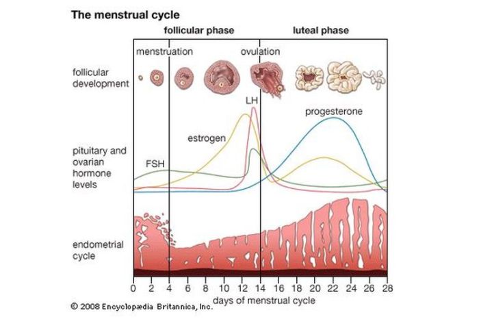 Mengenal Siklus Haid yang Normal