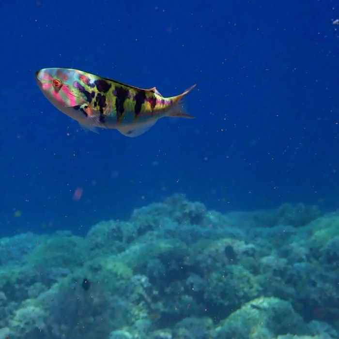 Rekomendasi Lokasi Snorkeling dan Diving di Indonesia untuk Healing ... Rekomendasi Lokasi Snorkeling dan Diving di Indonesia untuk Healing ...