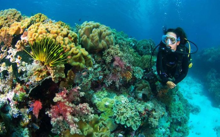 Snorkeling dan Diving Spot Favorit Wisatawan